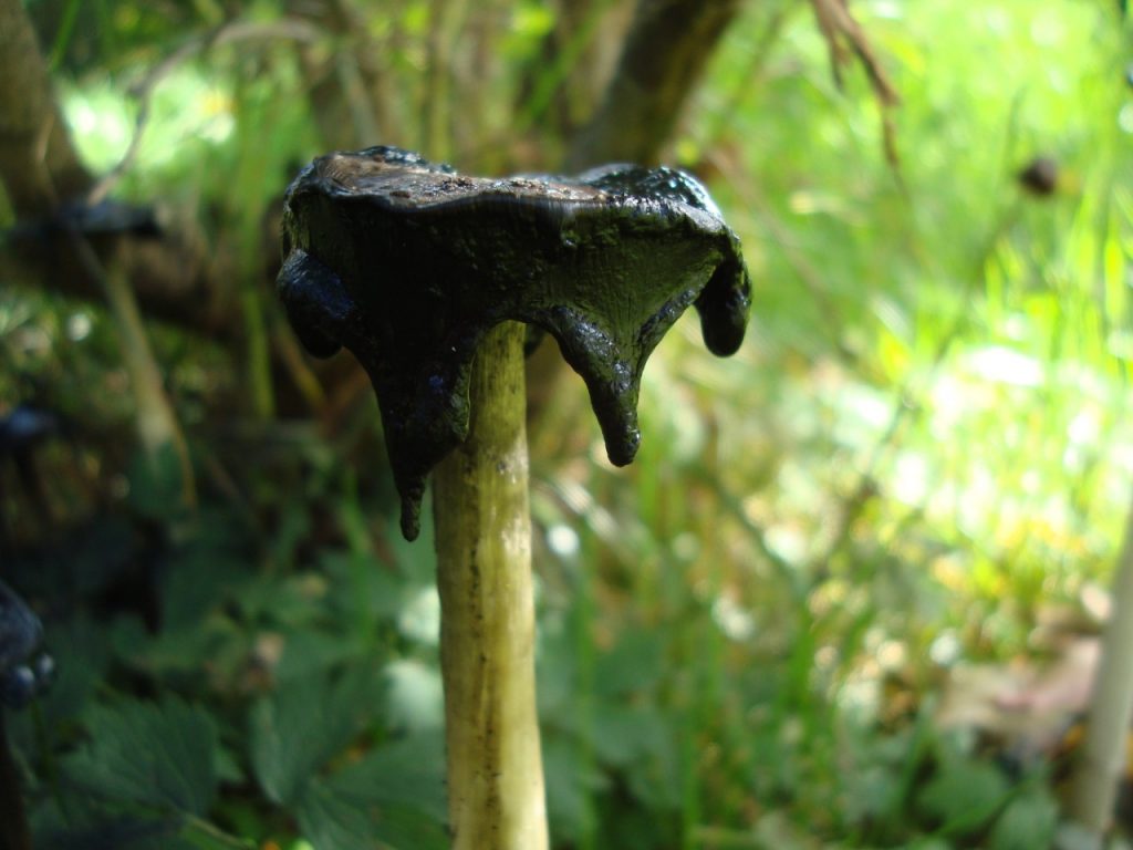 shaggy ink cap