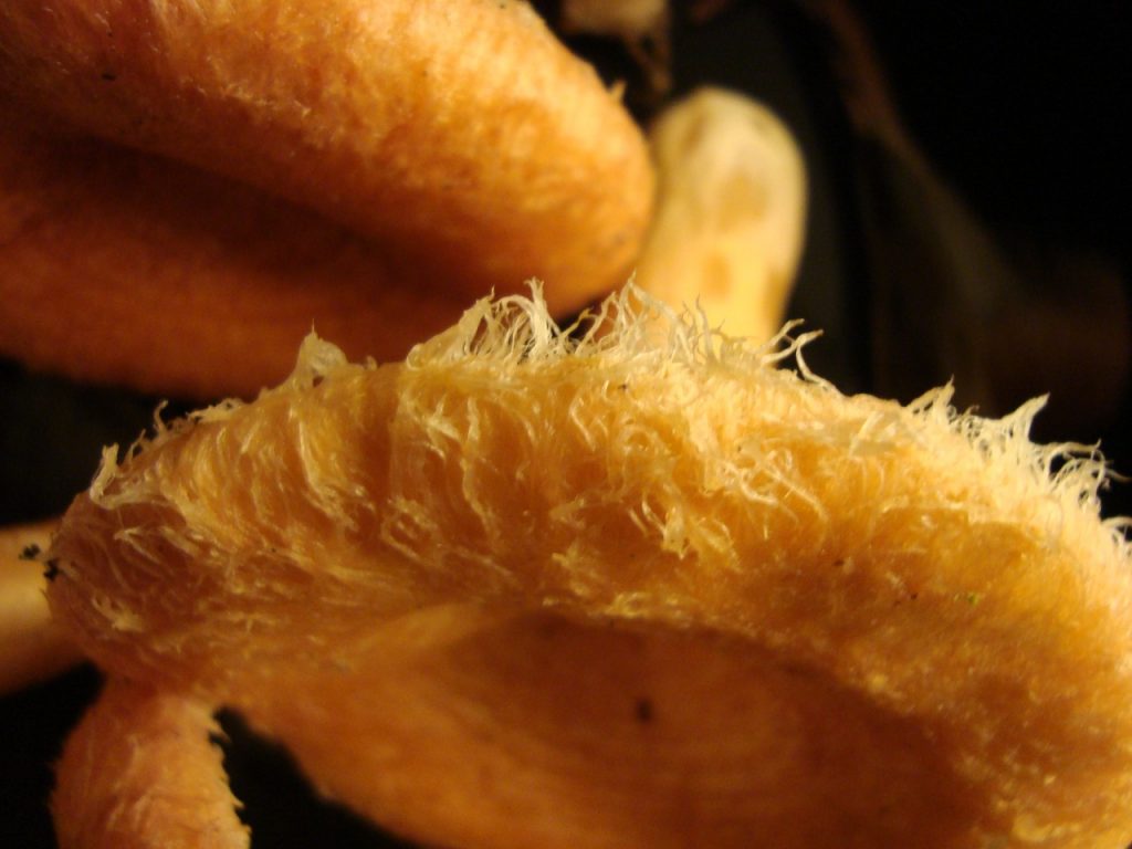 woolly milkcap