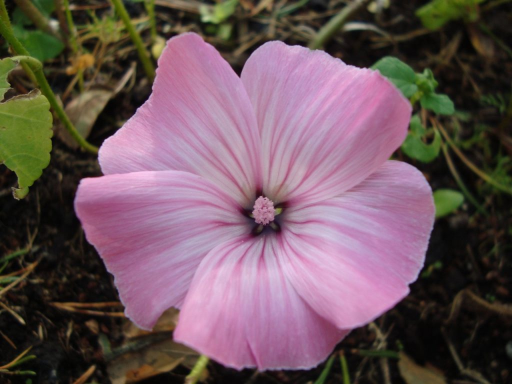 annual mallow