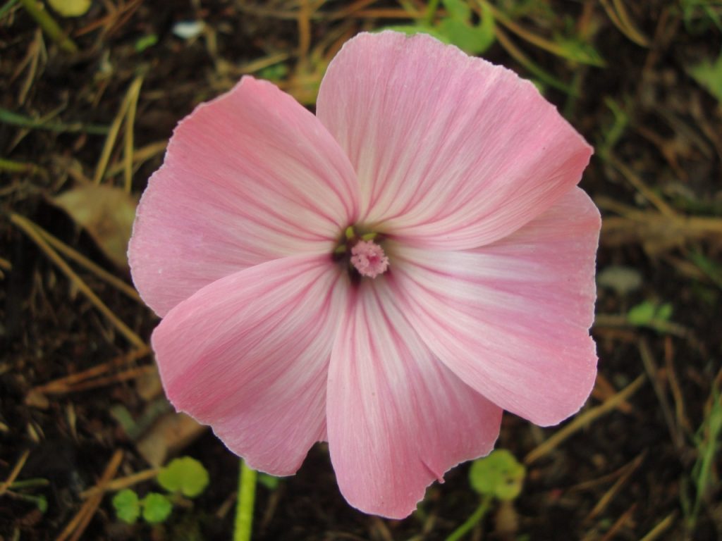 annual mallow