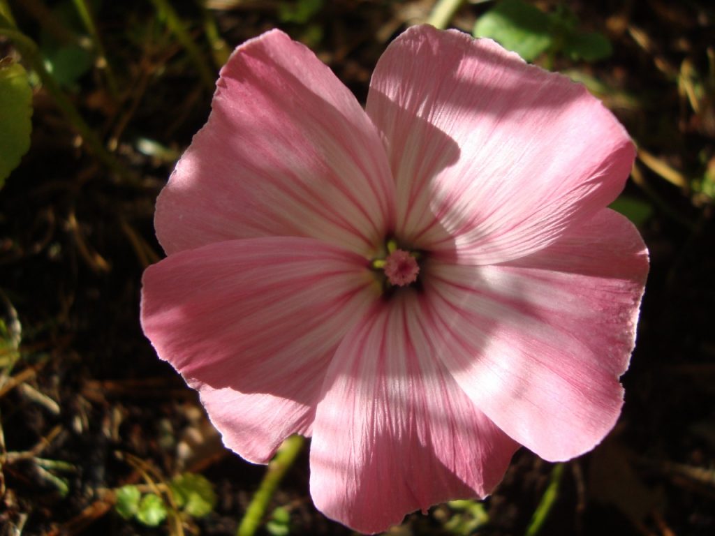 annual mallow