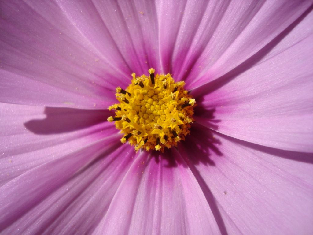 cosmos