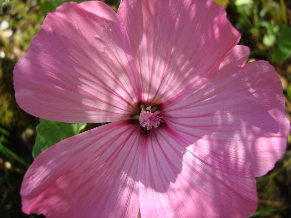 annual mallow