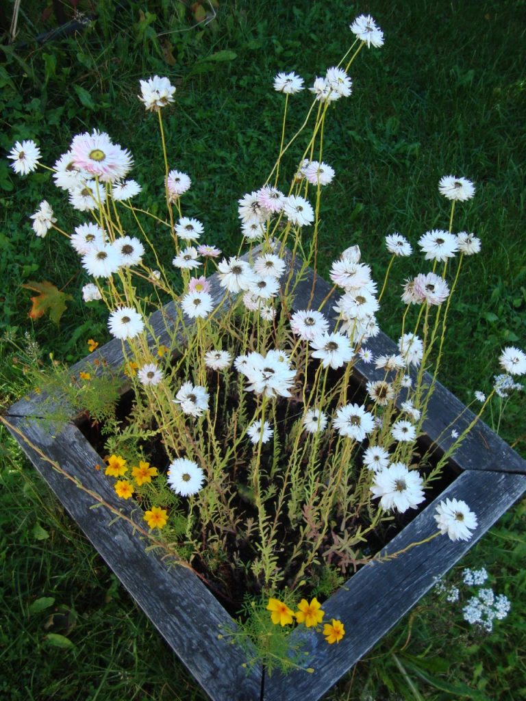 strawflower & marigold