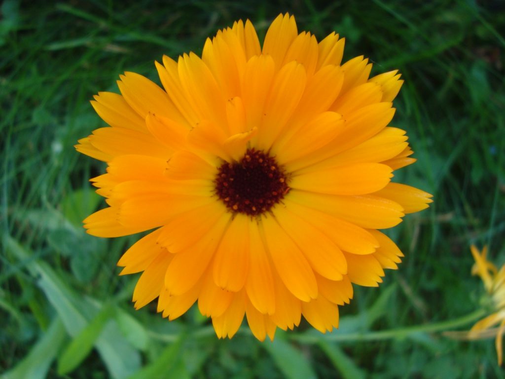 marigold, calendula