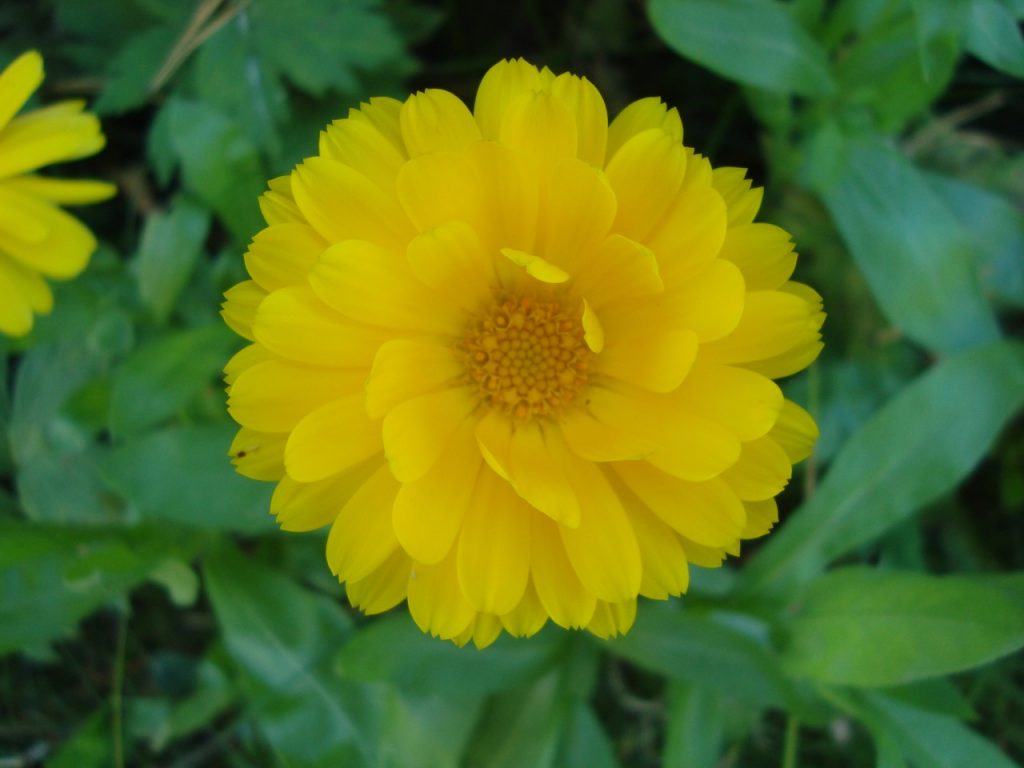 marigold, calendula