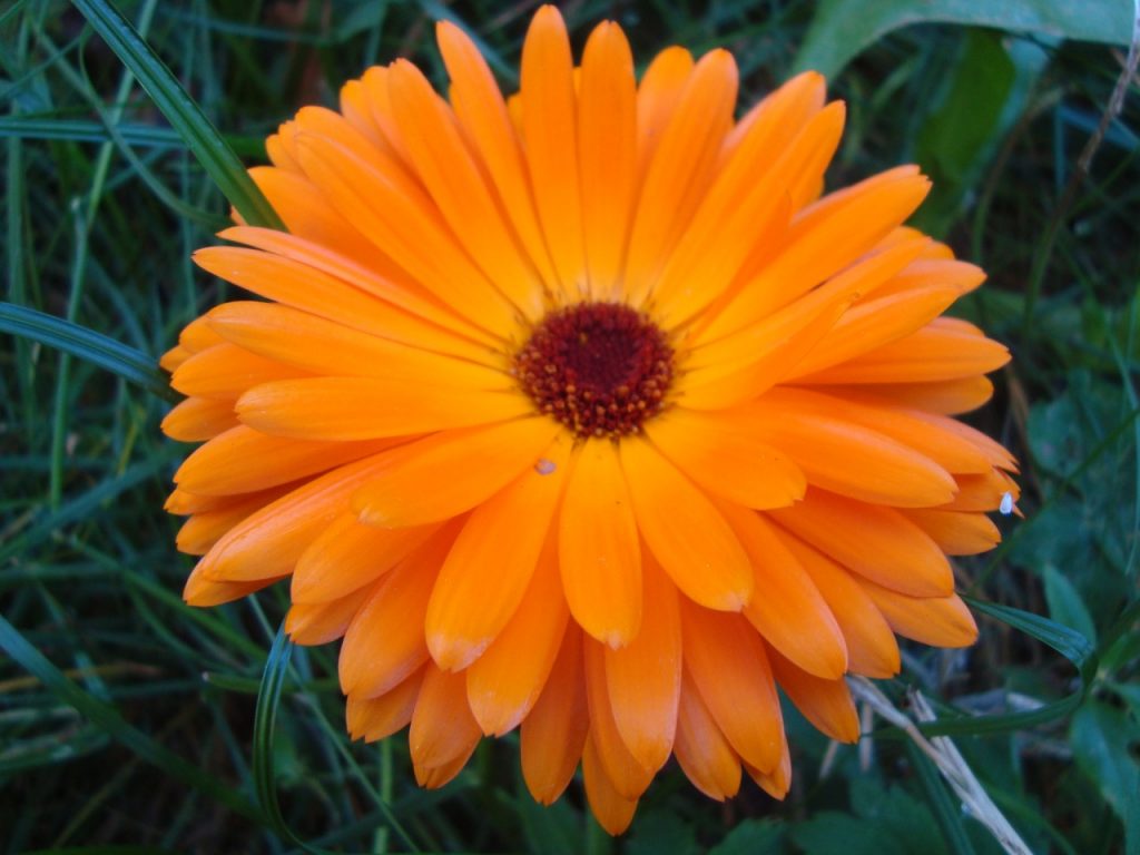 marigold, calendula