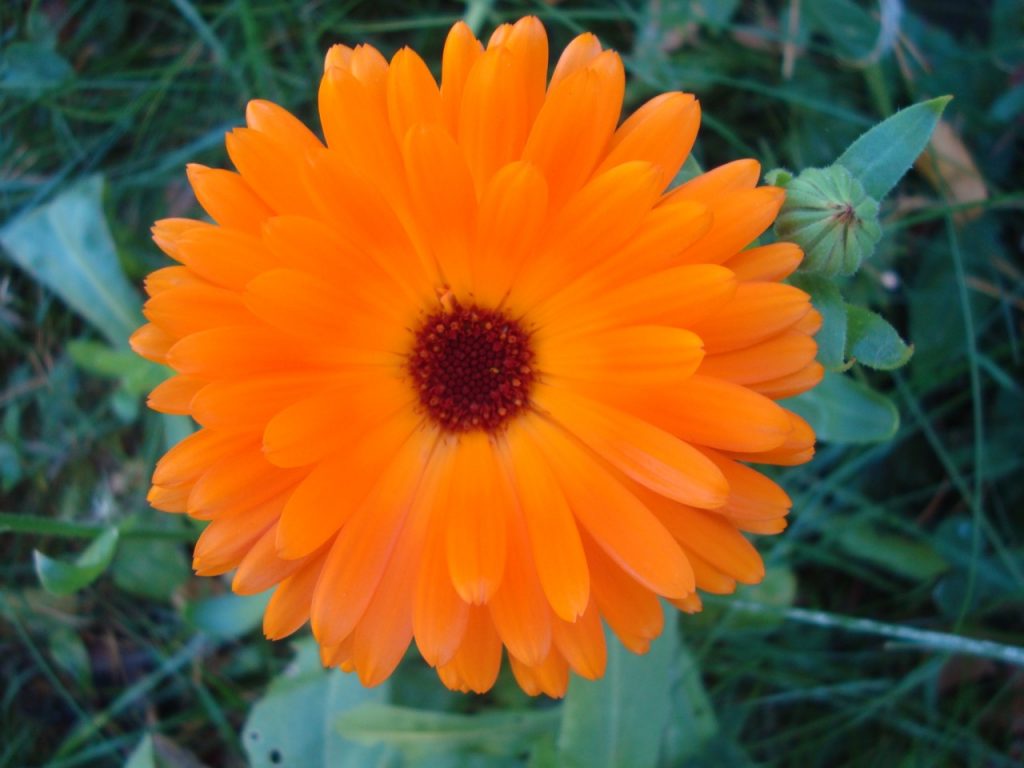 marigold, calendula