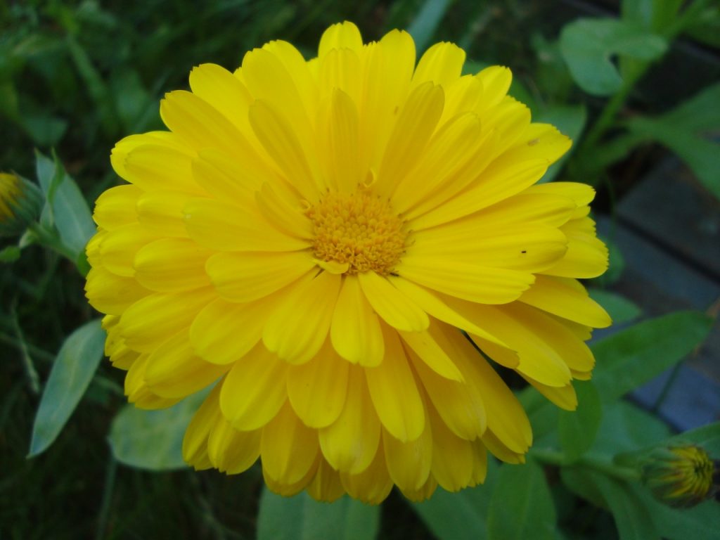 marigold, calendula