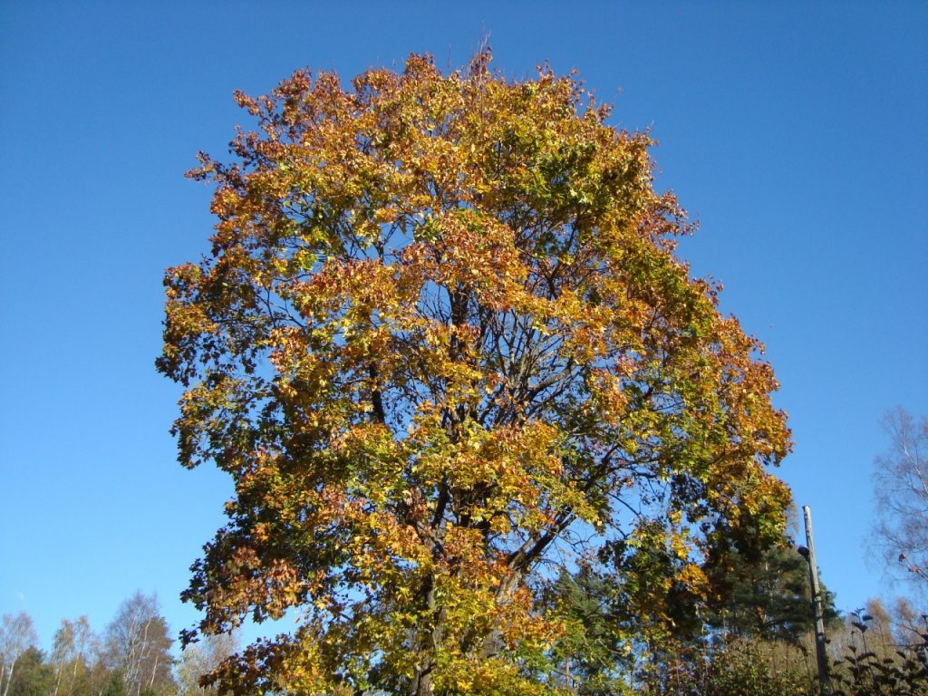 Norway Maple