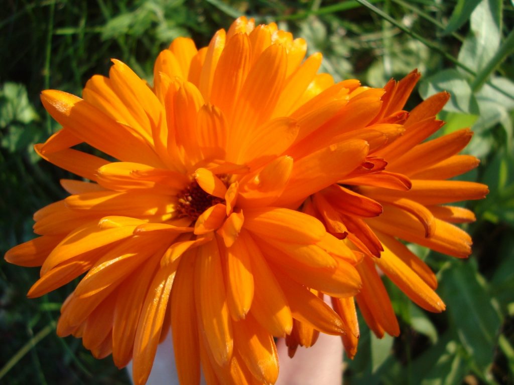 marigold, calendula