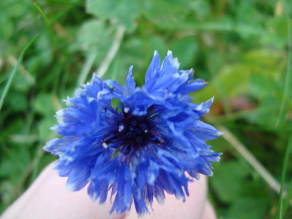 cornflower