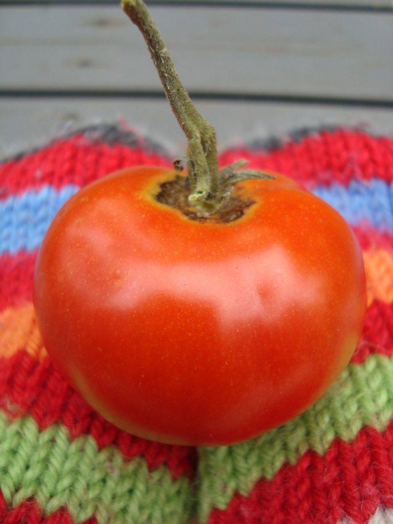 growing tomatoes