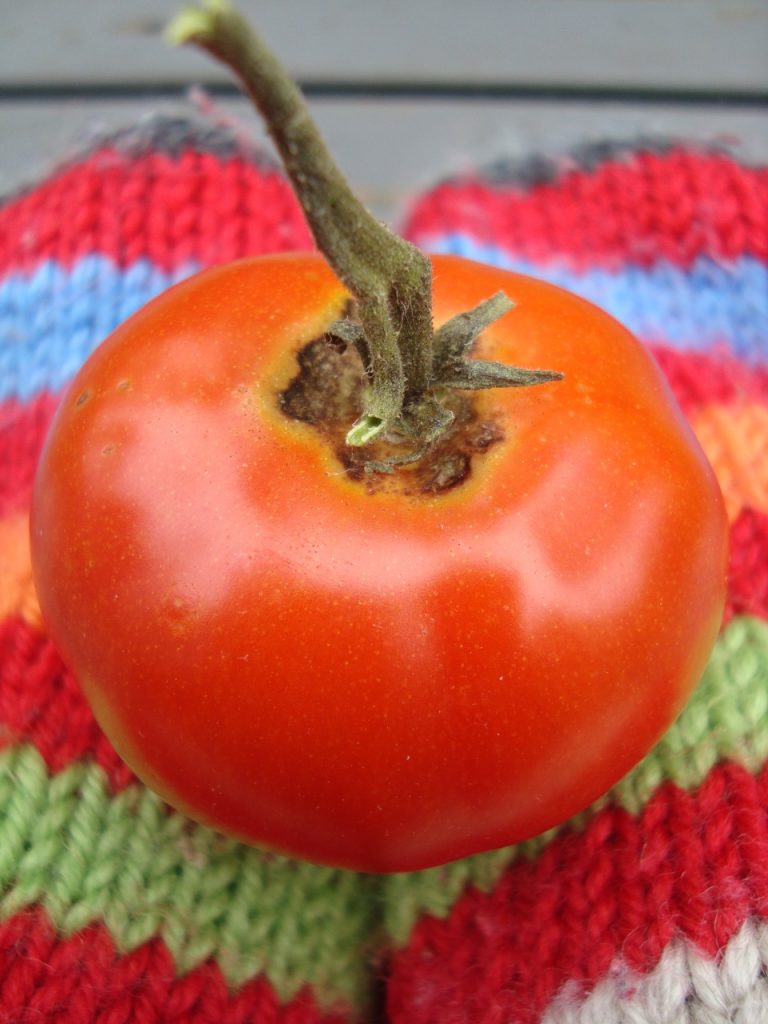 growing tomatoes