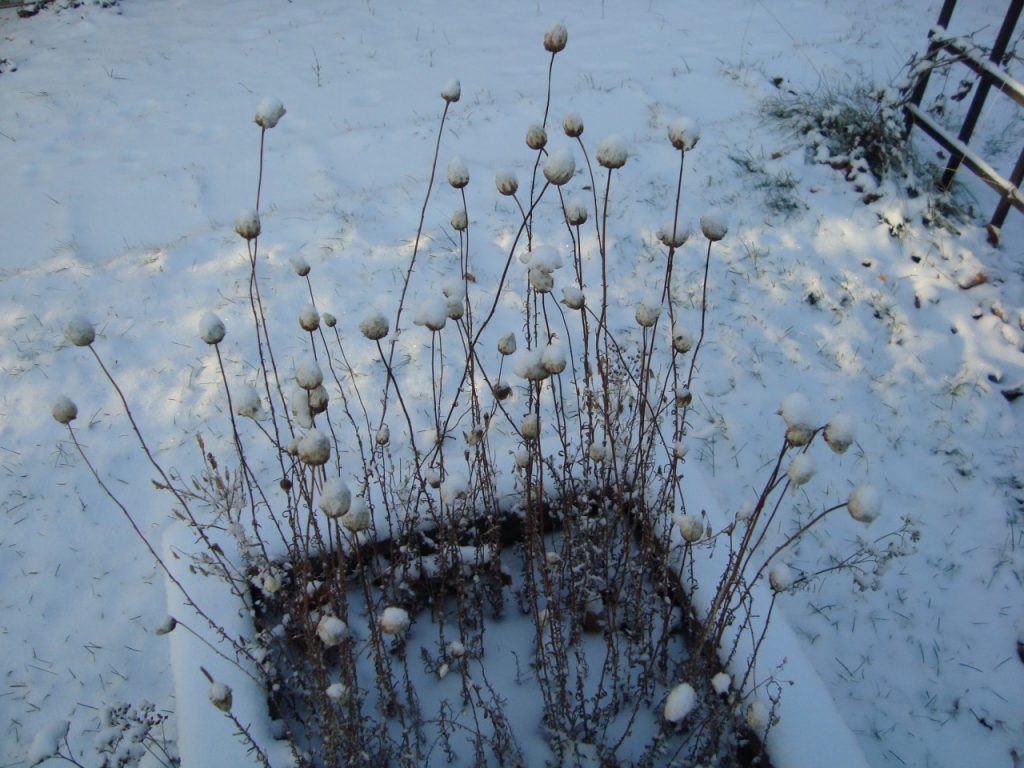 strawflower