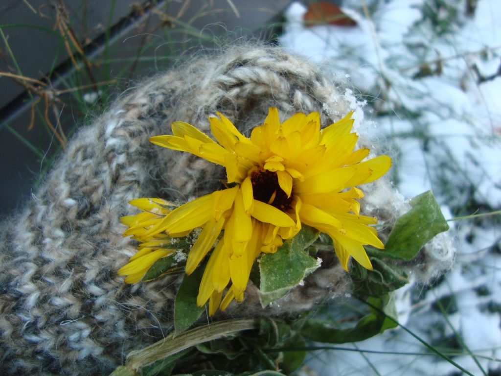 marigold, calendula