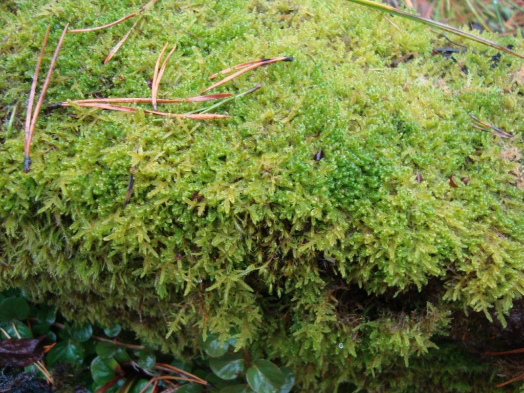 November moss