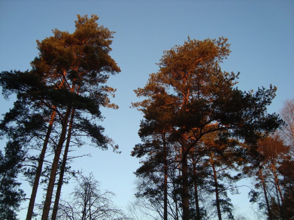 pine trees