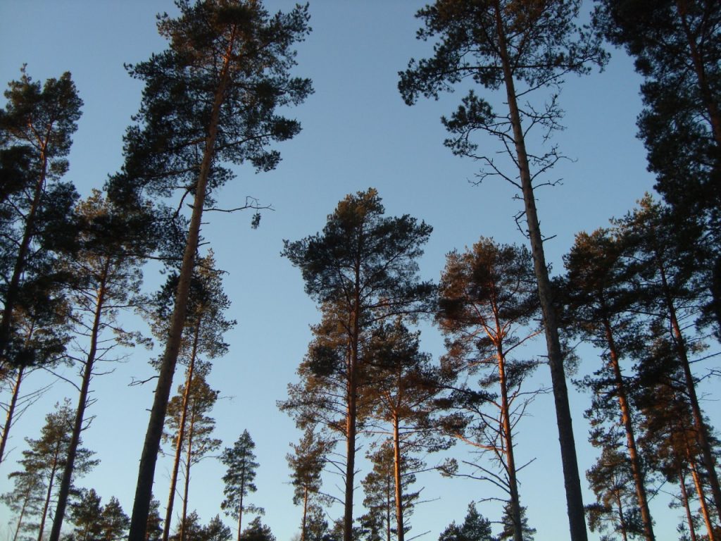 pine trees