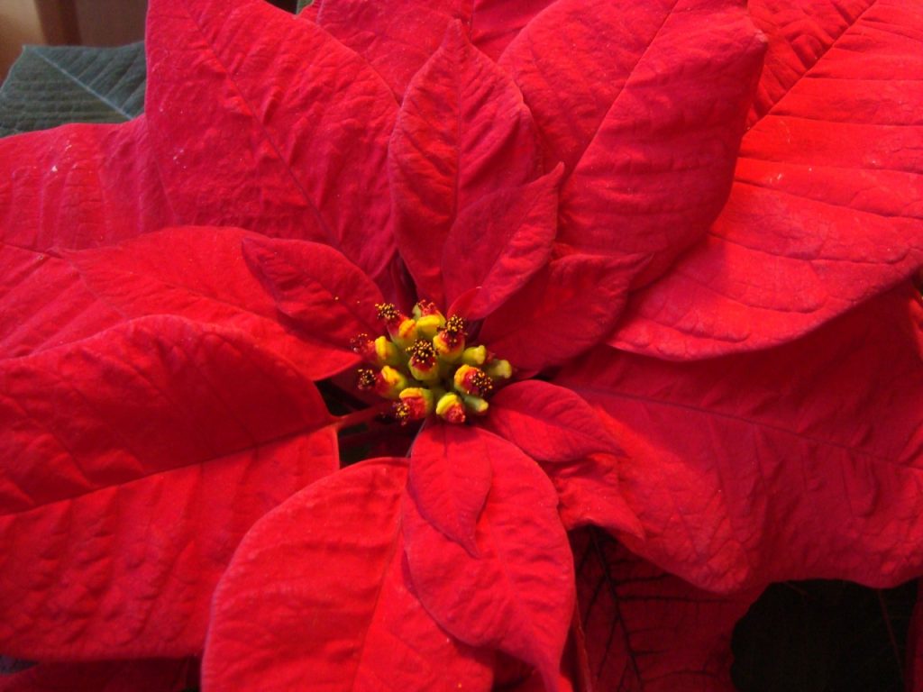 poinsettia