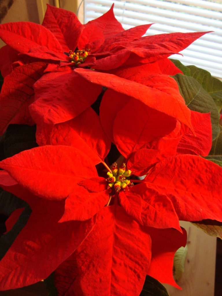 poinsettia