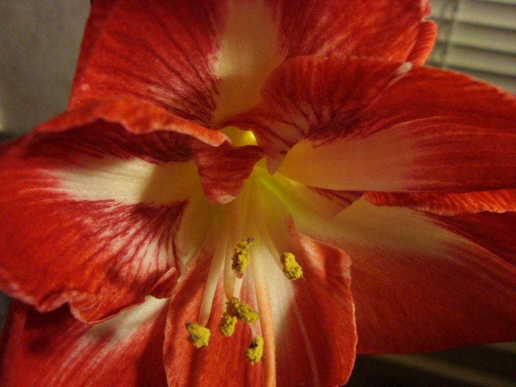 amaryllis