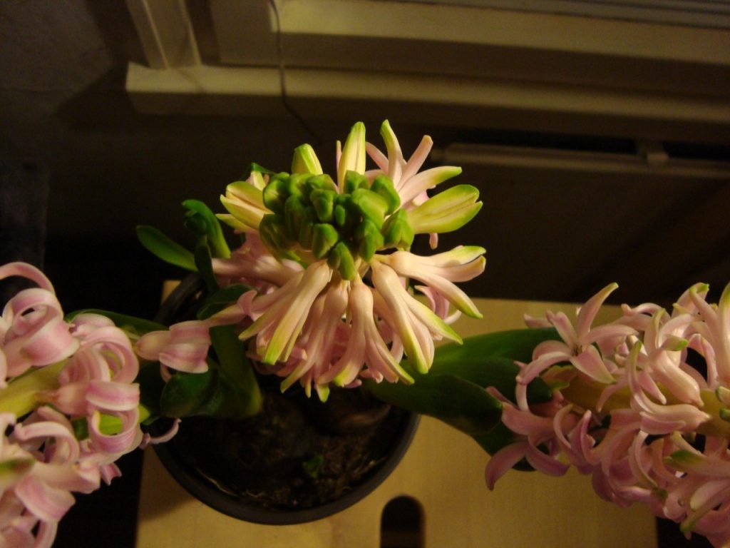 hyacinth