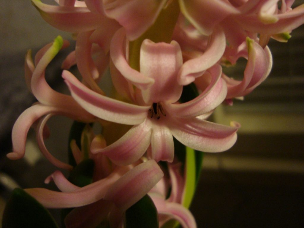 hyacinth