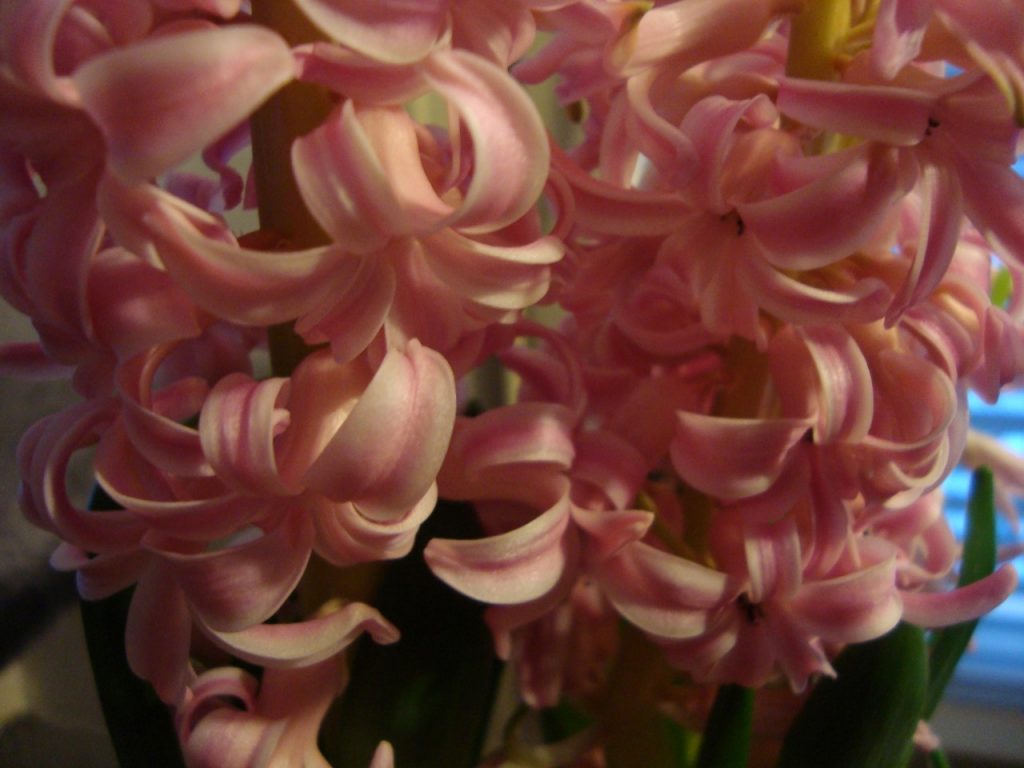 hyacinth