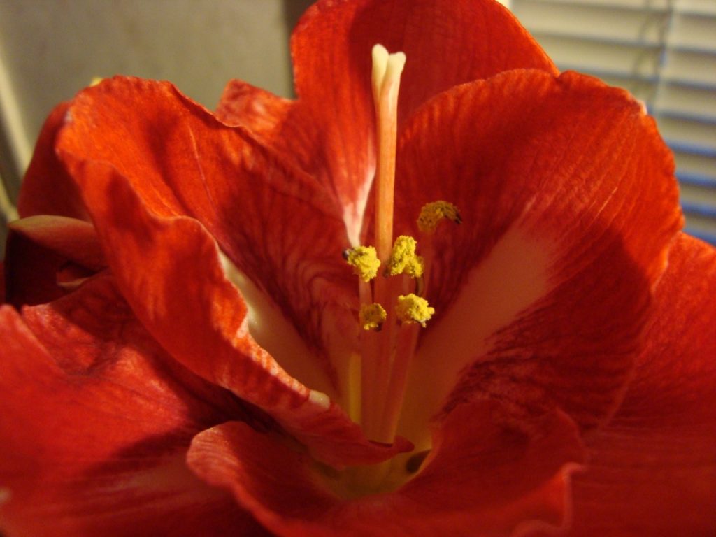 amaryllis