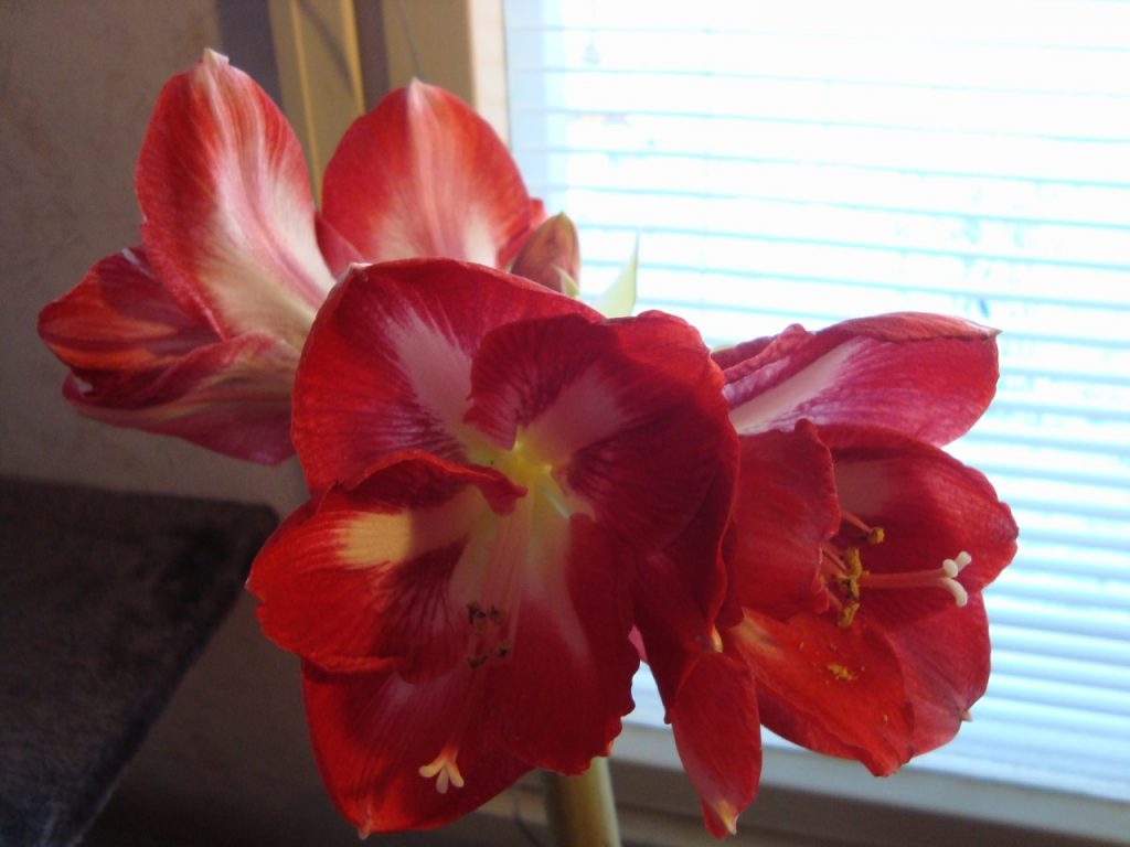 amaryllis