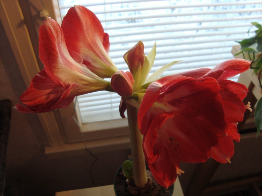 amaryllis