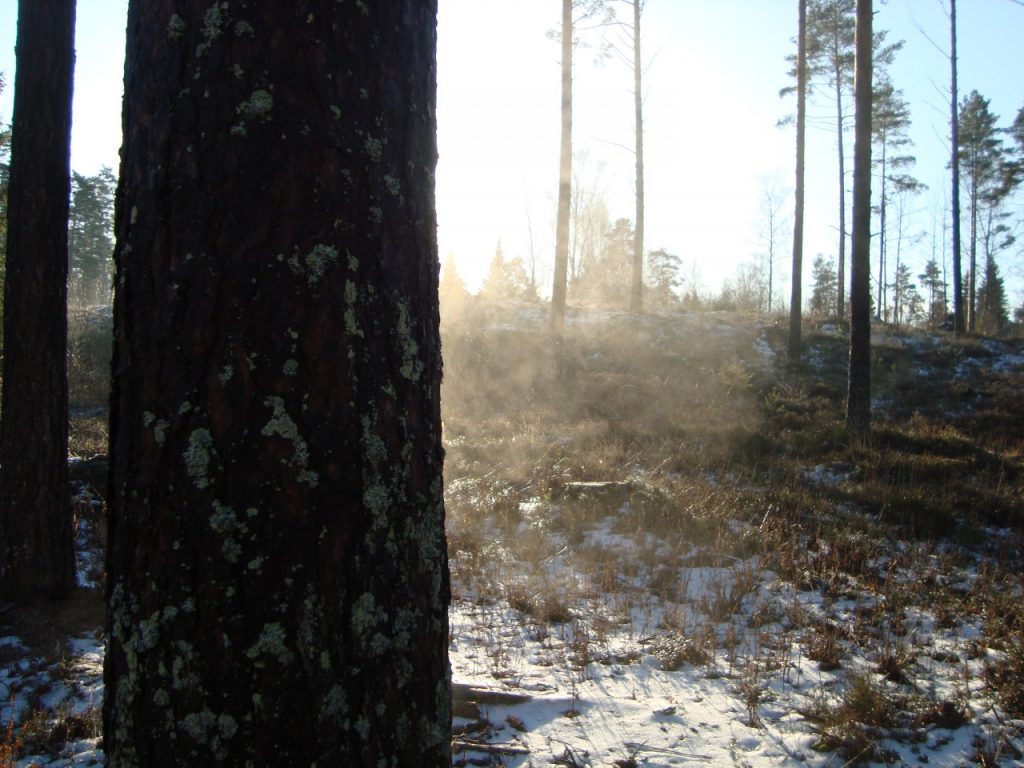 a pine tree steaming