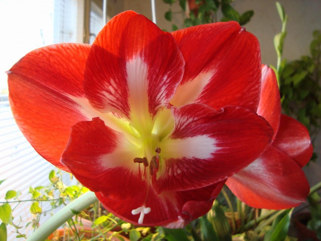 amaryllis