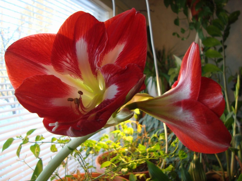 amaryllis