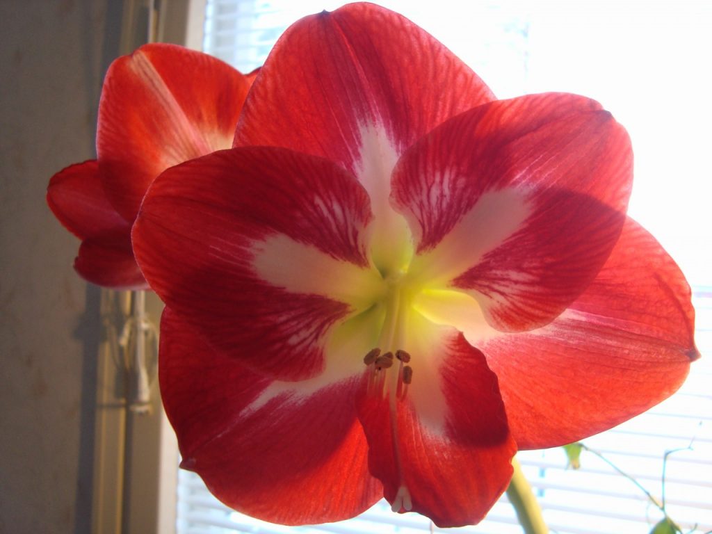 amaryllis