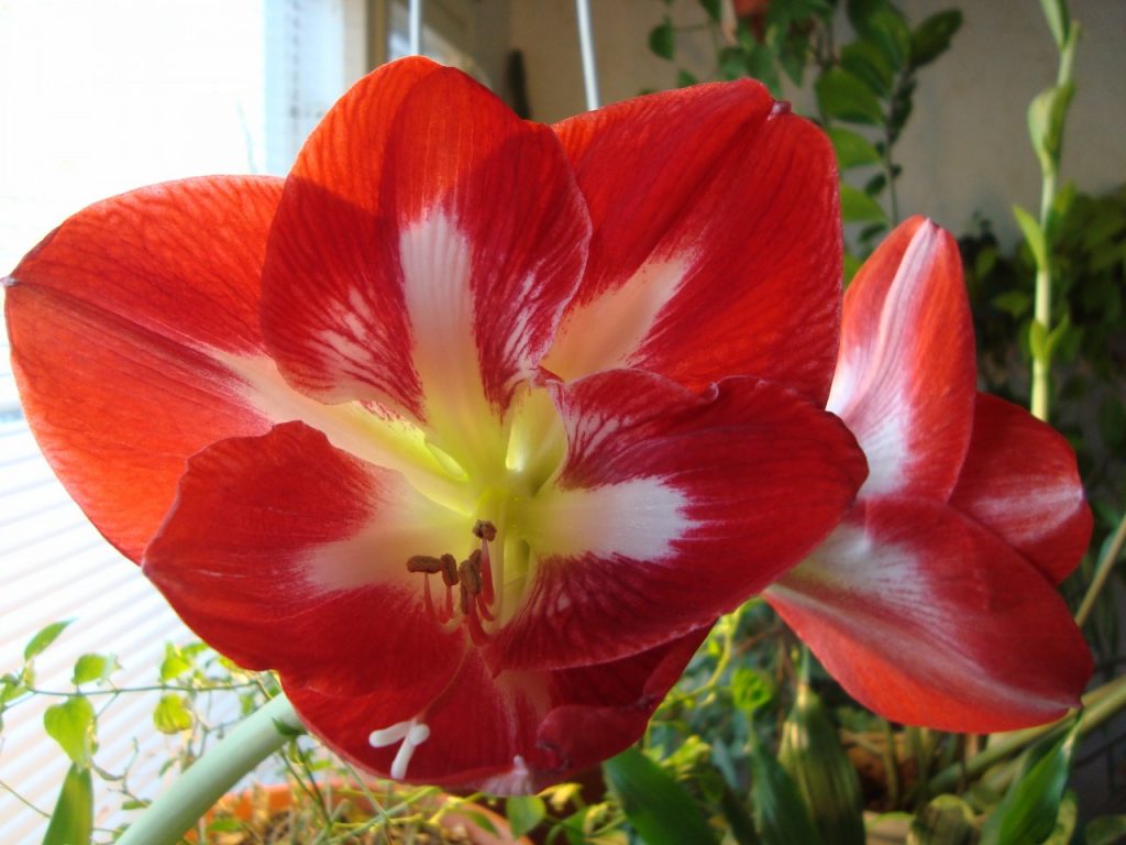 amaryllis