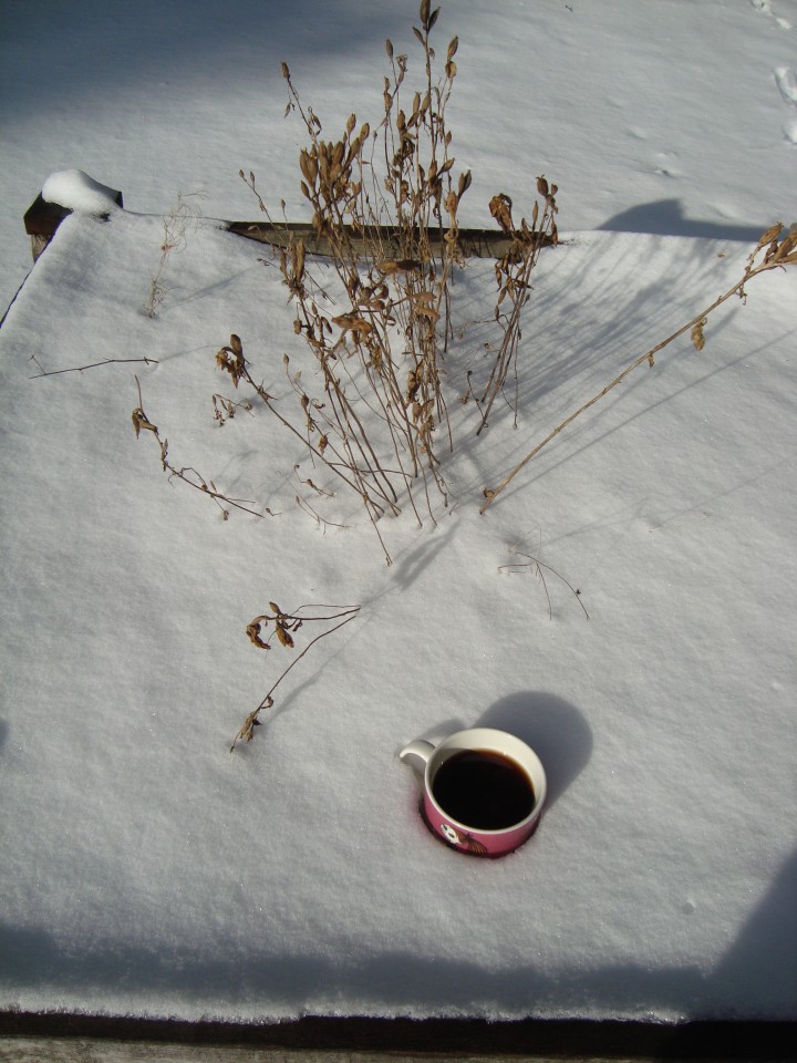 February clarkias and coffee