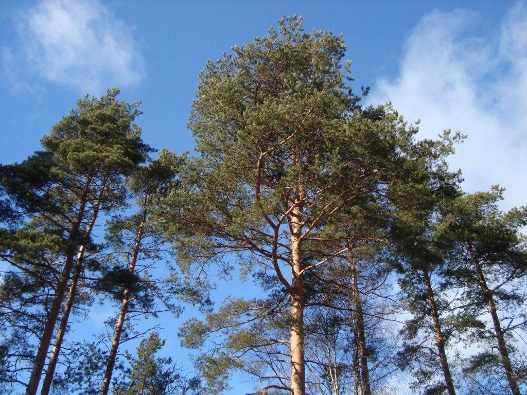 backyard pine trees