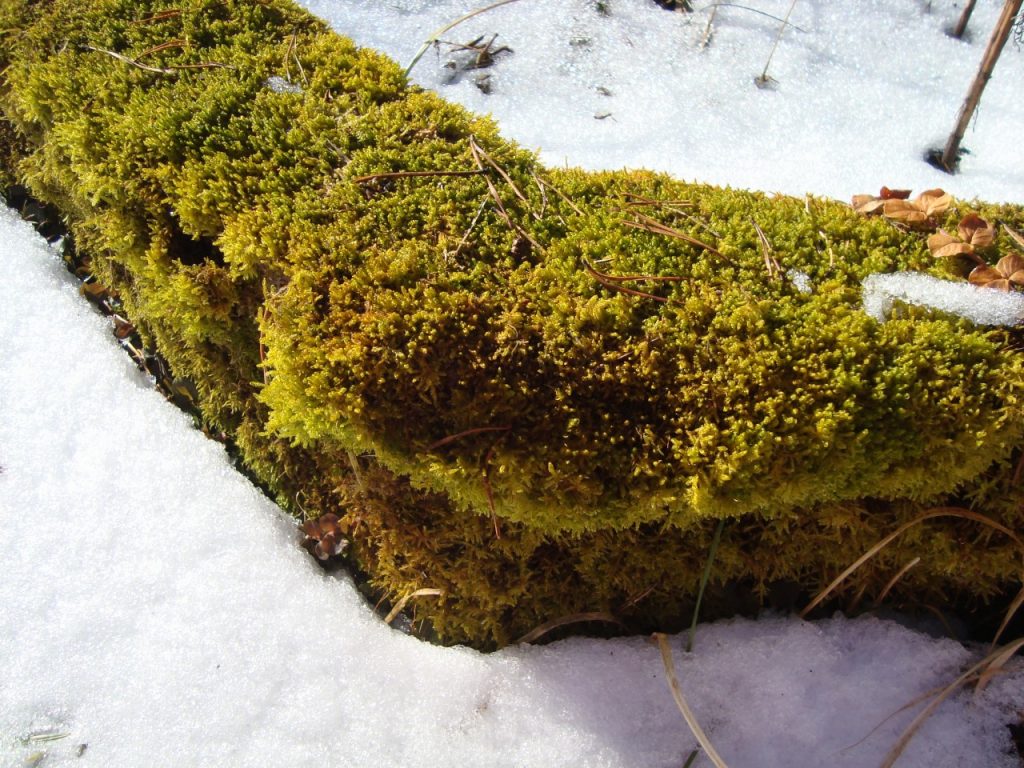 March moss