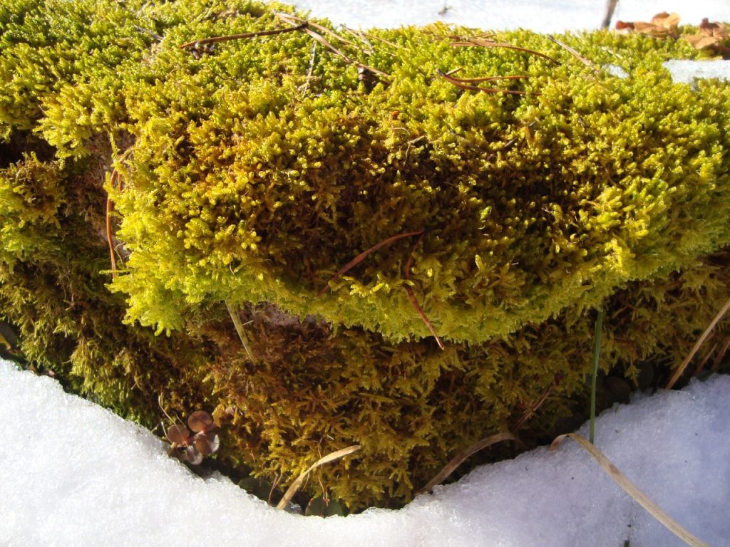 March moss