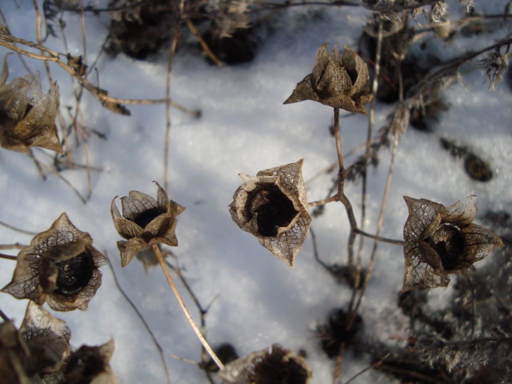 March annual mallow flowers