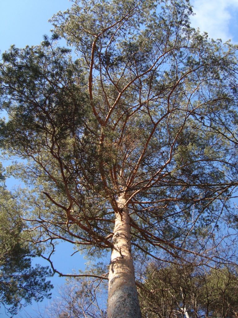 backyard pine tree