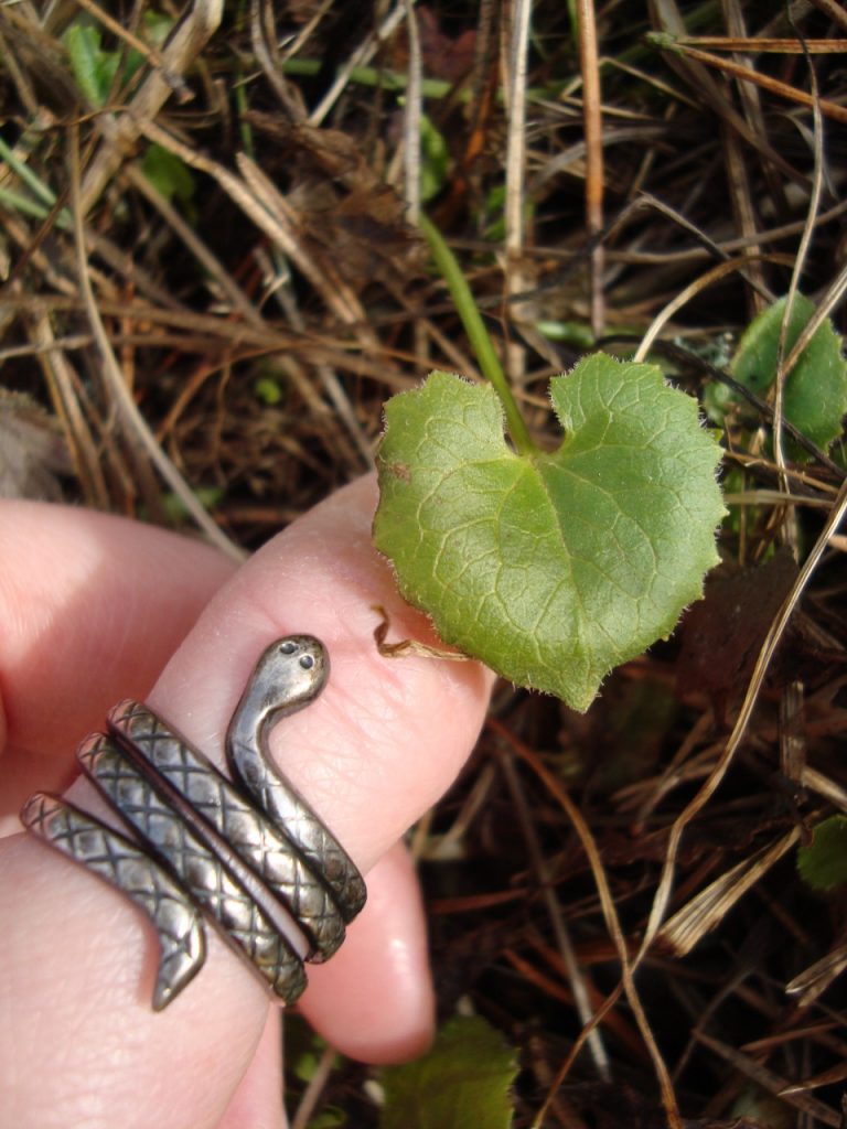 leopard's bane or doronicum