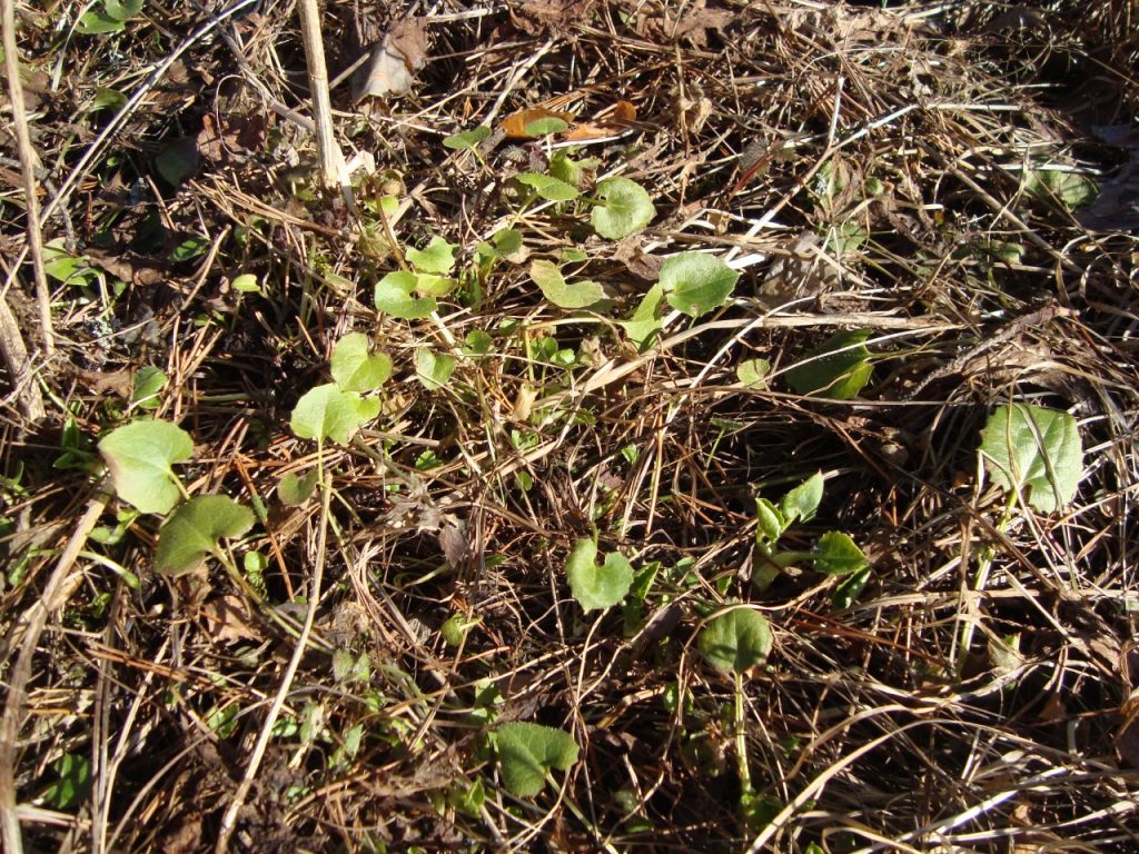 leopard's bane or doronicum