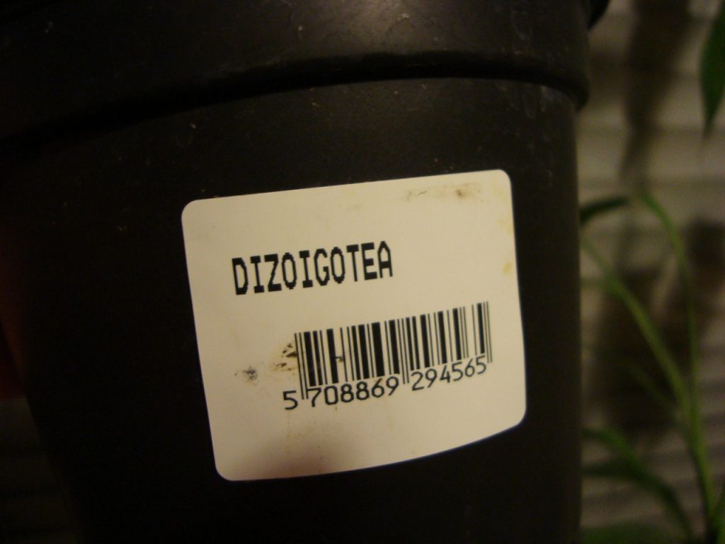 dizoigotea