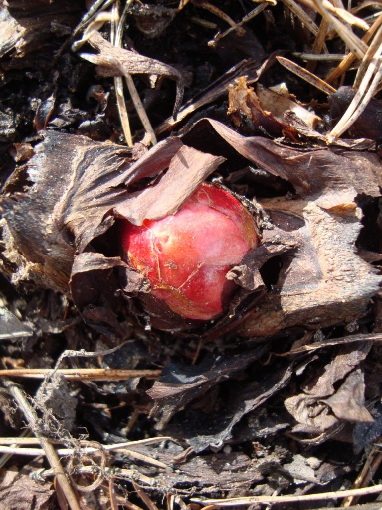 rhubarb