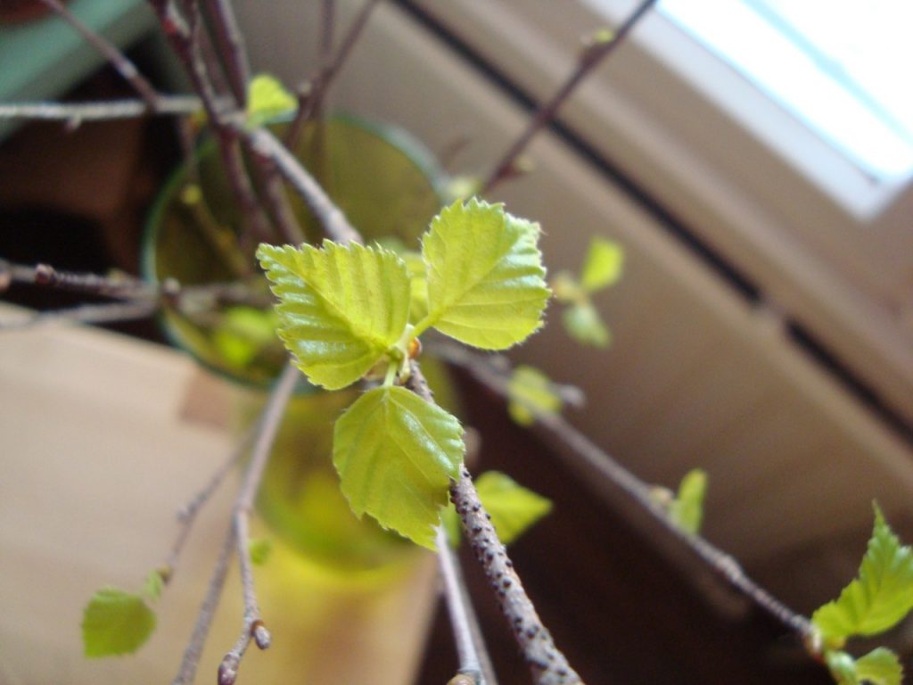 birch leaves