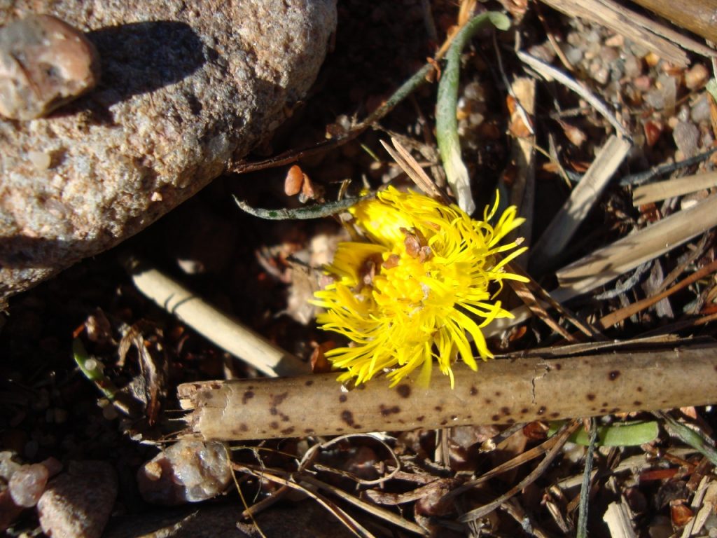 coltsfoot