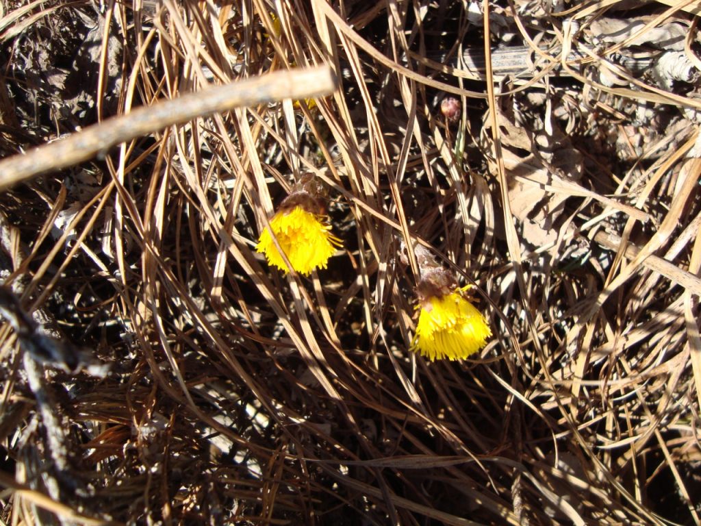 coltsfoot